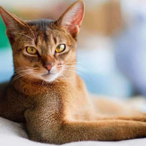Абиссинская кошка 🐈 фото, описание породы, характер, уход, цена, отзывы,  имена, кормление