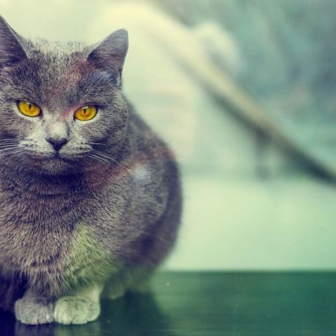 Кошка породы шартрез фото