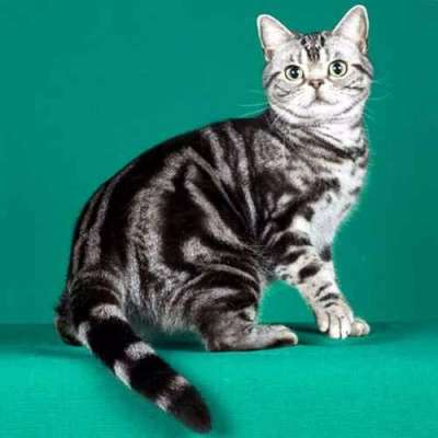 американская короткошёрстная кошка питомник
