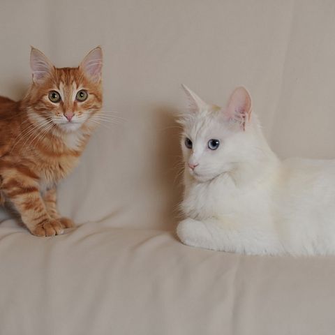 Белая и рыжая табби ангорские кошки