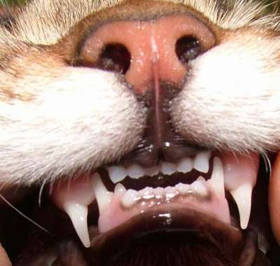 Зубы у кошки
