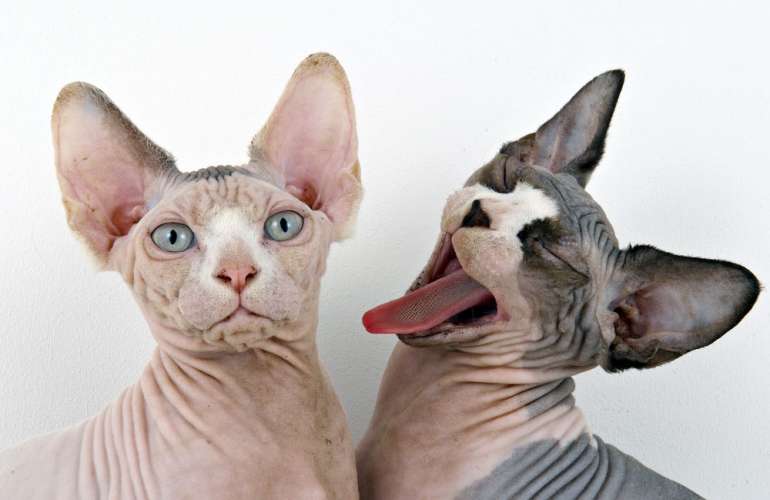 6 самых популярных пород лысых кошек с названиями и фото