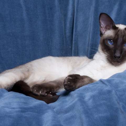 сиамская кошка 2 года