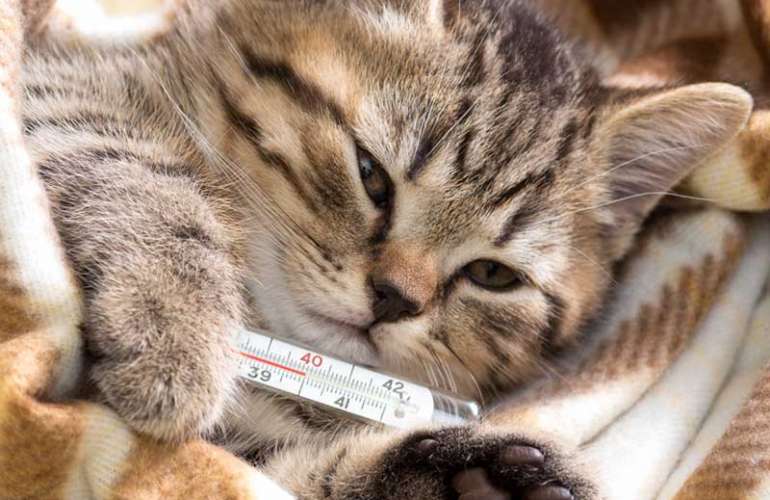 Наиболее распространенные инфекционные болезни кошек