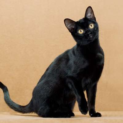 Бомбейская кошка описание породы и характера