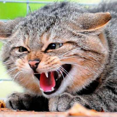 Бешенство у кошек - узнайте о симптомах и признаках болезни, чем она опасна и как помочь питомцу