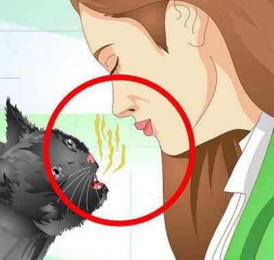 Как вылечить пупочную грыжу у щенков и котят