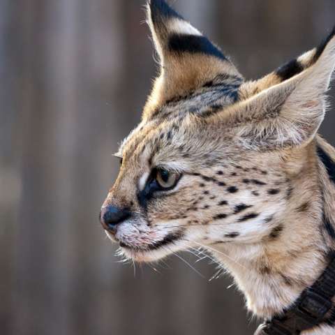 serval6