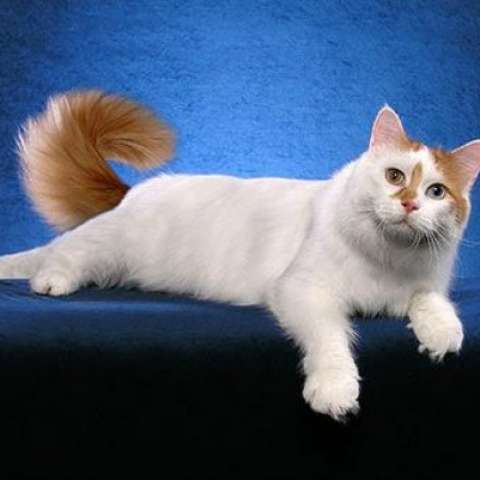 Анатолийская кошка 🐈 фото, описание породы, характер, уход, стандарты