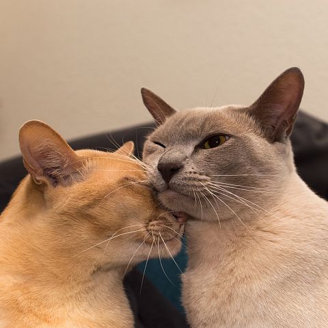 Кот и кошка бурмы