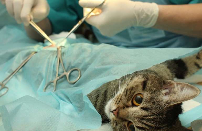 Различные виды попон для кошек после стерилизации