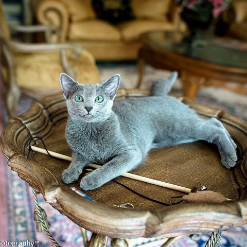 Ухоженный русский голубой котёнок фото
