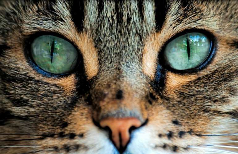 Интересные факты о том, как кошки видят. Какими нас видят кошки