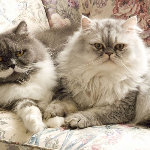 Две персидские кошки