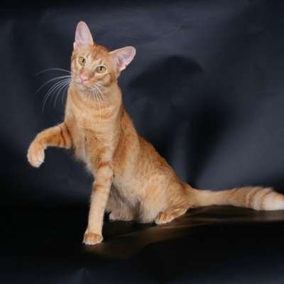 Яванез или Яванская кошка – описание пород котов