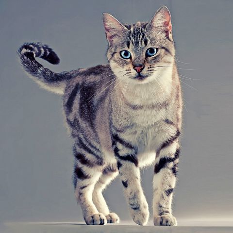 Голубоглазая кошка породы американская жесткошерстная