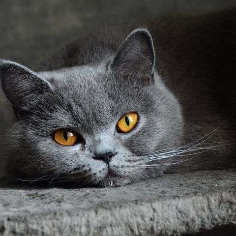 Голубой кот шартрез фото