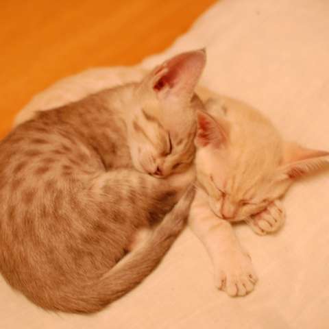 Карамельный и персиковый котята австралийской дымчатой кошки