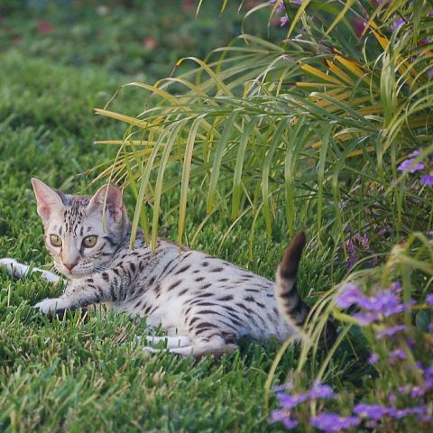 Котёнок оцикета в траве