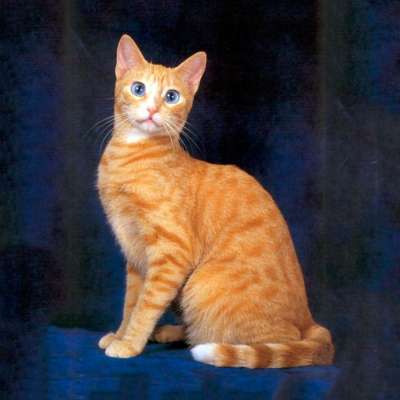 Охос азулес: фото кошки, цена, описание породы, характер, видео, питомники