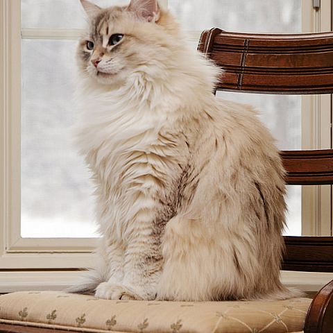 Сибирская кошка окраса колор поинт
