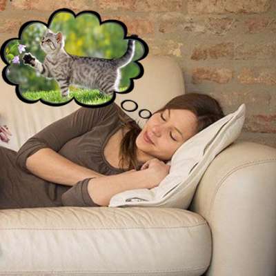 К чему снится кошка: 🐈 толкование снов по сонникам