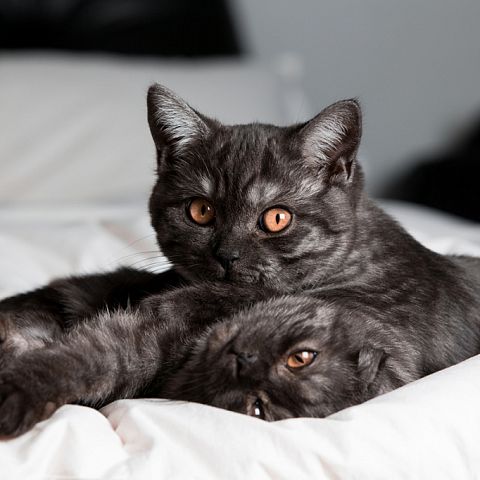 Черные дымчатые шотландские прямоухие кот и кошка