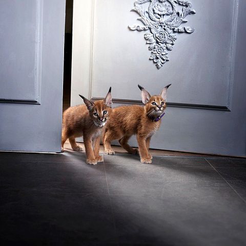 Два котенка каракала