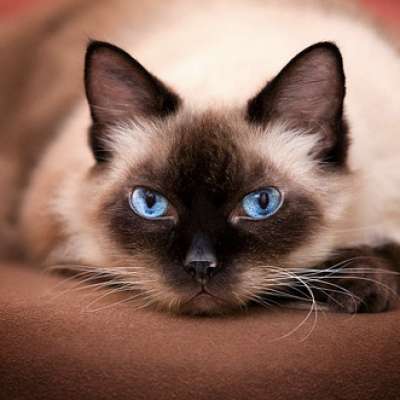 Сиамская кошка – описание пород котов