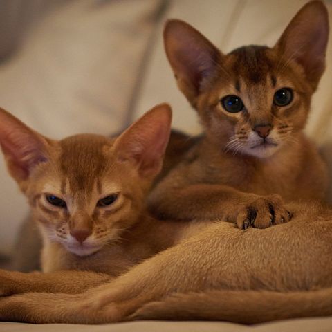 Два абиссинских котёнка