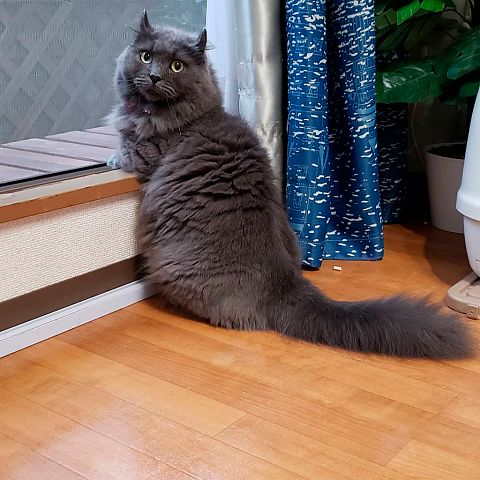 Длинношерстная коротколапая кошка кинкалоу