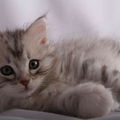 Котёнок сибирской породы фото