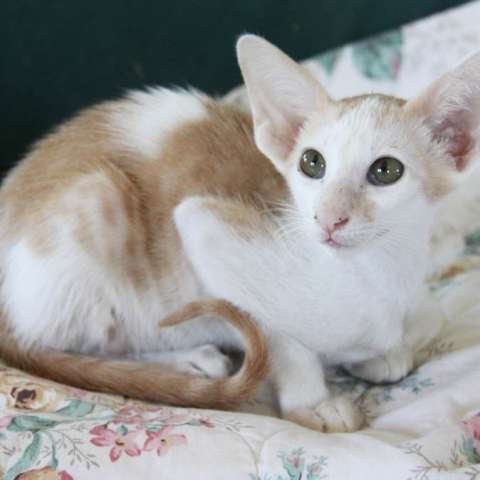 Котёнок короткошерстной ориентальной породы