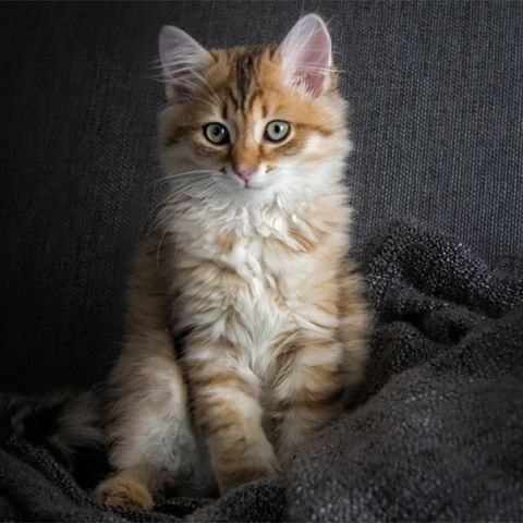 Сибирский рыжий котёнок