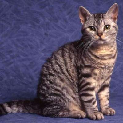 Американская жесткошерстная кошка описание породы