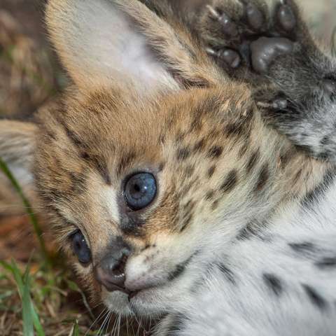 serval9