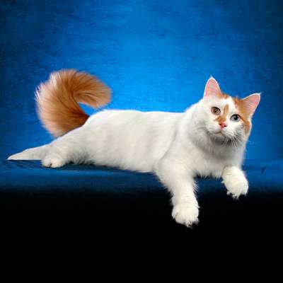 Анатолийская кошка – описание пород котов
