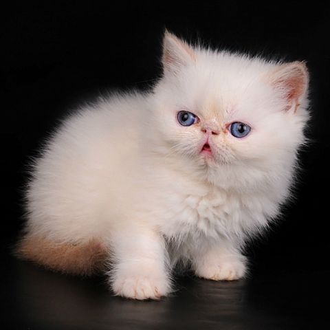 Фото короткошерстного экзотического котёнка