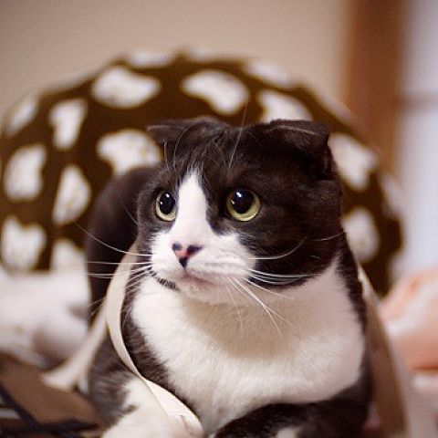 Вислоухая кошка скоттиш-фолд