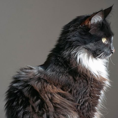 Домашний кот породы мейн-кун