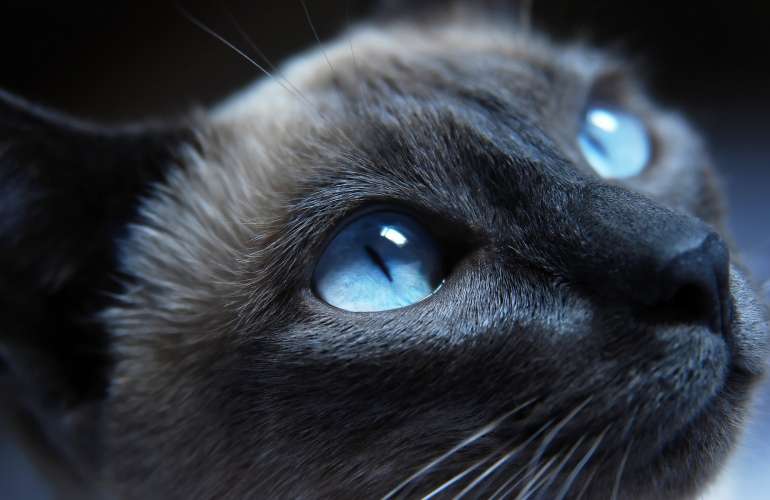 Капли для глаз кошек: виды и назначение