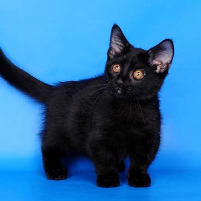 Кошка манчкин 🐈 фото, описание породы, характер, уход, цена котёнка.