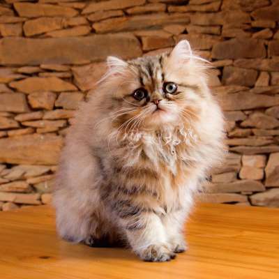 Персы кошки характер описание