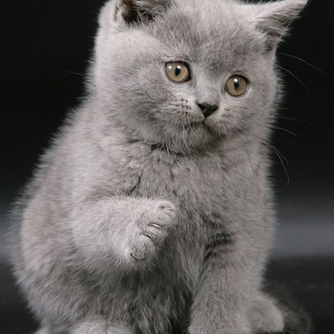 Британский котёнок голубого окраса питомника TinArden*RU