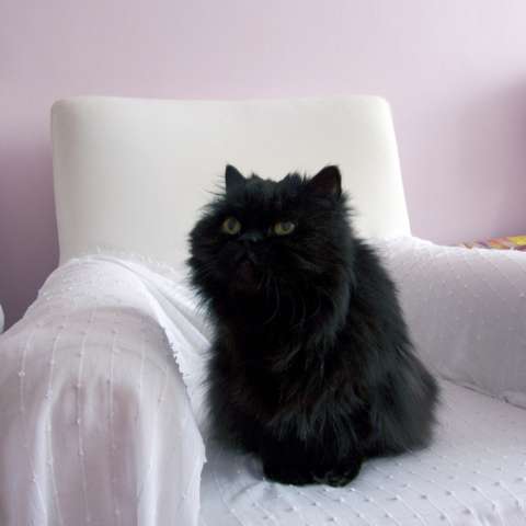 Персидский кот черный окрас
