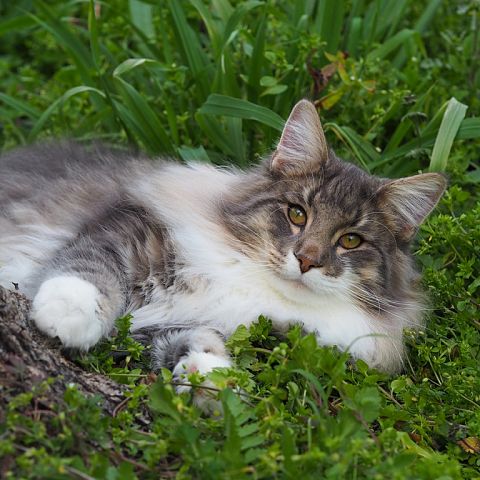 Норвежская лесная кошка фото