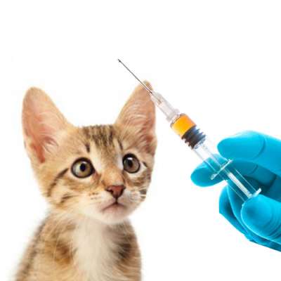 Вакцинация кошек и котят: 💉 график прививок по месяцам