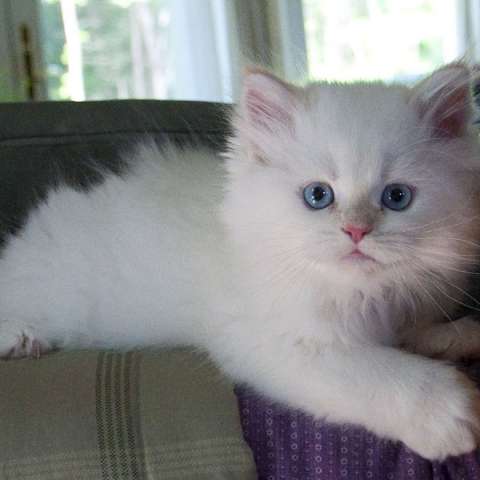 Белый персидский котёнок