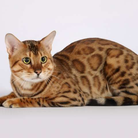 Кошка сафари: особенности породы и характера