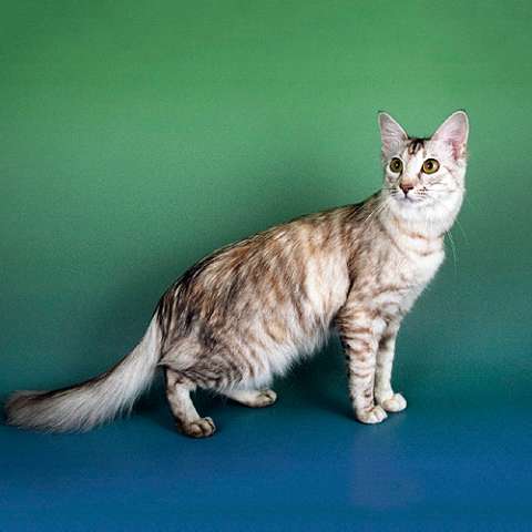 Длинношерстная ориентальная кошка 🐈 фото, описание породы, характер, уход,  стандарты